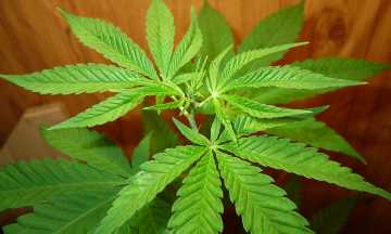 Laboratorio CIC - Análisis en cannabis